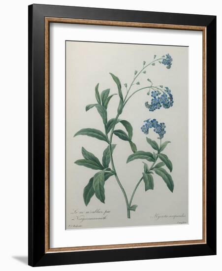 Forget-Me-Not-Pierre-Joseph Redoute-Framed Art Print