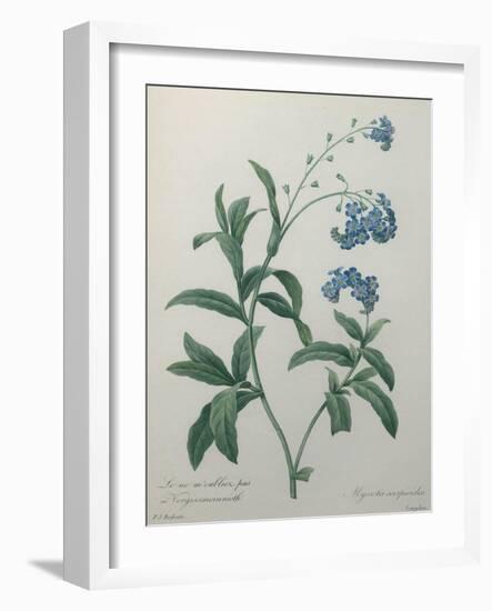 Forget-Me-Not-Pierre-Joseph Redoute-Framed Art Print