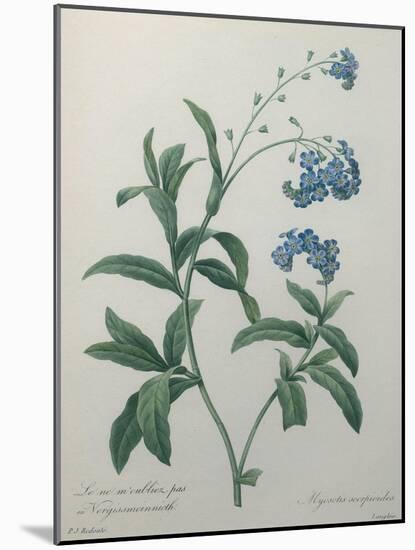 Forget-Me-Not-Pierre-Joseph Redoute-Mounted Art Print