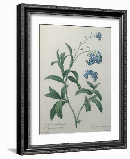 Forget-Me-Not-Pierre-Joseph Redoute-Framed Art Print