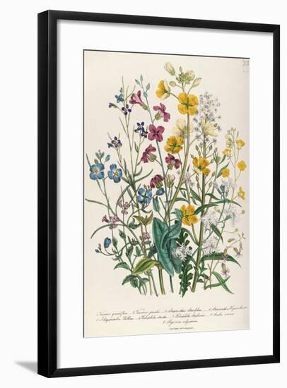 Forget-Me-Nots and Buttercups, Plate 13 from 'The Ladies' Flower Garden', Published 1842-Jane W. Loudon-Framed Giclee Print