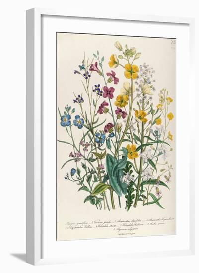 Forget-Me-Nots and Buttercups, Plate 13 from 'The Ladies' Flower Garden', Published 1842-Jane W. Loudon-Framed Giclee Print