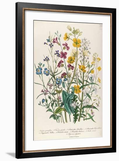 Forget-Me-Nots and Buttercups, Plate 13 from 'The Ladies' Flower Garden', Published 1842-Jane W. Loudon-Framed Giclee Print