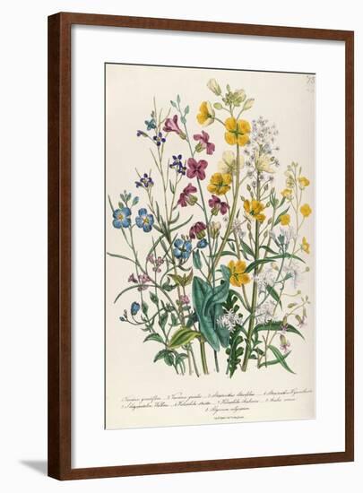 Forget-Me-Nots and Buttercups, Plate 13 from 'The Ladies' Flower Garden', Published 1842-Jane W. Loudon-Framed Giclee Print