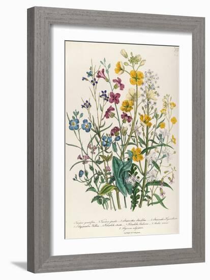 Forget-Me-Nots and Buttercups, Plate 13 from 'The Ladies' Flower Garden', Published 1842-Jane W. Loudon-Framed Giclee Print