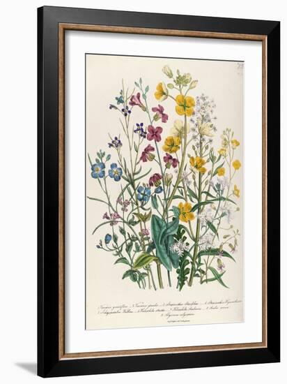 Forget-Me-Nots and Buttercups, Plate 13 from 'The Ladies' Flower Garden', Published 1842-Jane W. Loudon-Framed Giclee Print