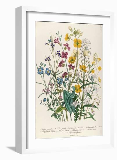 Forget-Me-Nots and Buttercups, Plate 13 from 'The Ladies' Flower Garden', Published 1842-Jane W. Loudon-Framed Giclee Print