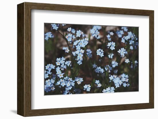 Forget Me Nots II-Laura Marshall-Framed Photographic Print