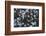 Forget Me Nots II-Laura Marshall-Framed Photographic Print