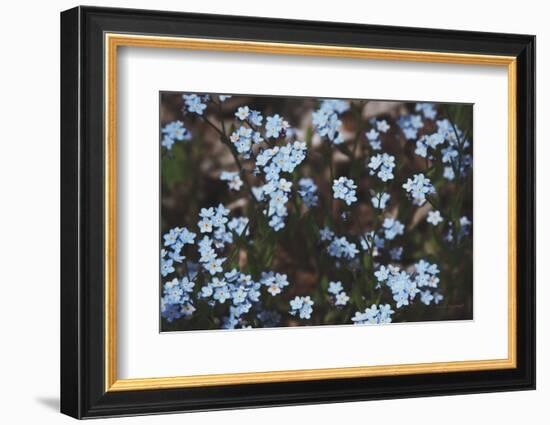 Forget Me Nots II-Laura Marshall-Framed Photographic Print