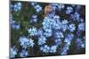 Forget Me Nots III-Laura Marshall-Mounted Photographic Print