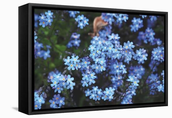 Forget Me Nots III-Laura Marshall-Framed Premier Image Canvas