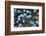 Forget Me Nots IV-Laura Marshall-Framed Photographic Print