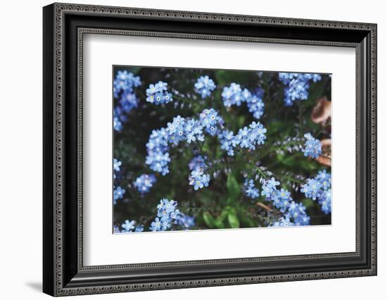 Forget Me Nots IV-Laura Marshall-Framed Photographic Print