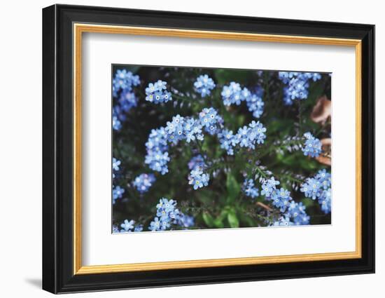 Forget Me Nots IV-Laura Marshall-Framed Photographic Print