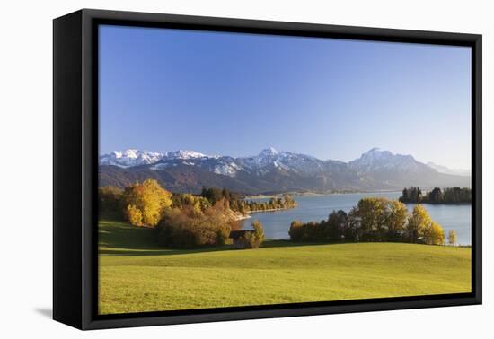 Forggensee Lake and Allgau Alps, Fussen, Ostallgau, Allgau, Allgau Alps, Bavaria, Germany, Europe-Markus Lange-Framed Premier Image Canvas