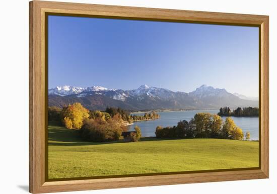 Forggensee Lake and Allgau Alps, Fussen, Ostallgau, Allgau, Allgau Alps, Bavaria, Germany, Europe-Markus Lange-Framed Premier Image Canvas
