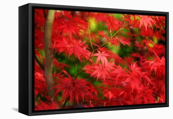 Forgotten Beauty-Philippe Sainte-Laudy-Framed Premier Image Canvas