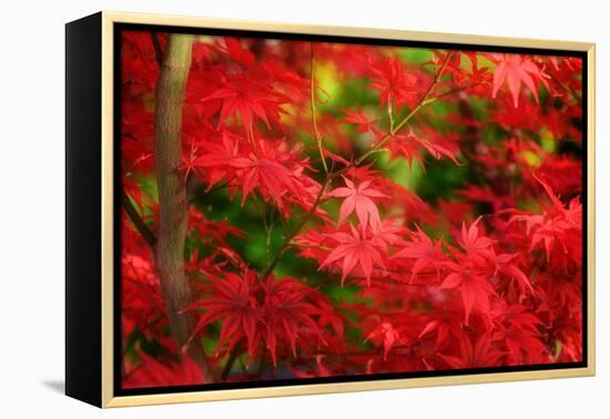 Forgotten Beauty-Philippe Sainte-Laudy-Framed Premier Image Canvas