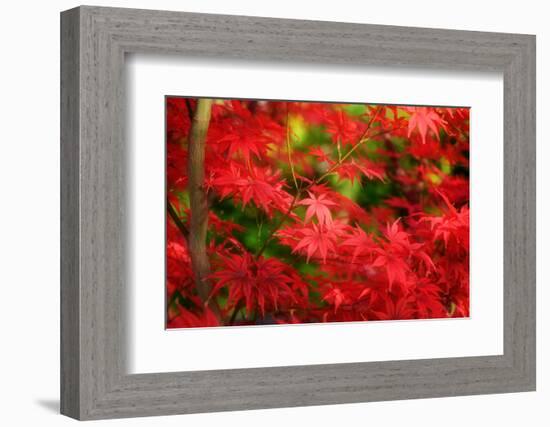 Forgotten Beauty-Philippe Sainte-Laudy-Framed Photographic Print