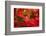 Forgotten Beauty-Philippe Sainte-Laudy-Framed Photographic Print