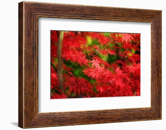 Forgotten Beauty-Philippe Sainte-Laudy-Framed Photographic Print