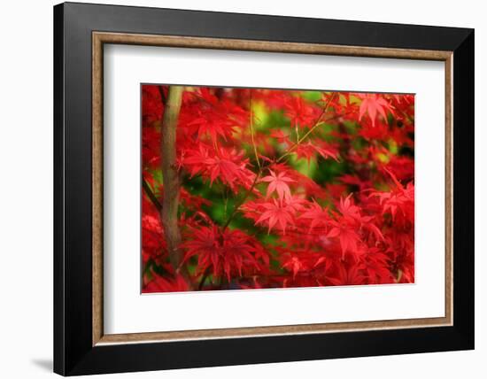 Forgotten Beauty-Philippe Sainte-Laudy-Framed Photographic Print