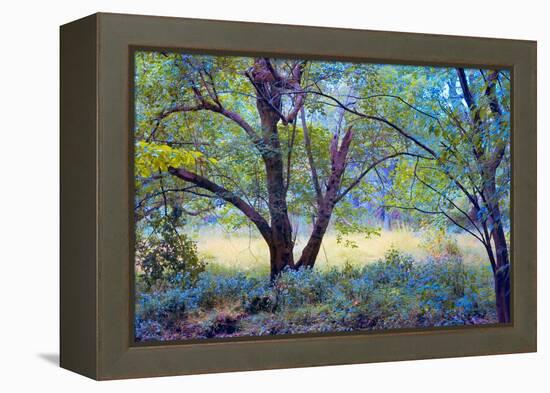 Forgotten Day Dreams-John Rivera-Framed Premier Image Canvas