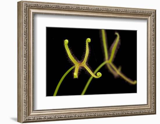 Fork-leaved sundew, carnivorous, native to Australia-Chris Mattison-Framed Photographic Print