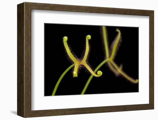 Fork-leaved sundew, carnivorous, native to Australia-Chris Mattison-Framed Photographic Print