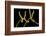 Fork-leaved sundew, carnivorous, native to Australia-Chris Mattison-Framed Photographic Print