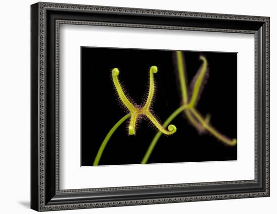 Fork-leaved sundew, carnivorous, native to Australia-Chris Mattison-Framed Photographic Print