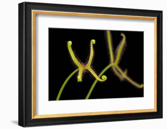 Fork-leaved sundew, carnivorous, native to Australia-Chris Mattison-Framed Photographic Print