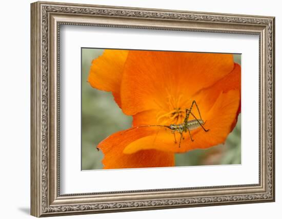 Fork-Tailed Bush Katydid Nymph on a Flower, Los Angeles, California-Rob Sheppard-Framed Photographic Print