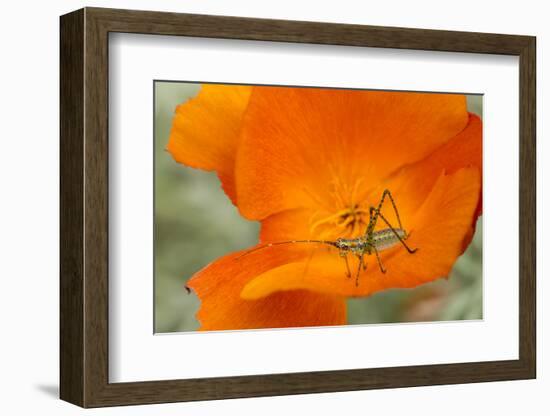 Fork-Tailed Bush Katydid Nymph on a Flower, Los Angeles, California-Rob Sheppard-Framed Photographic Print