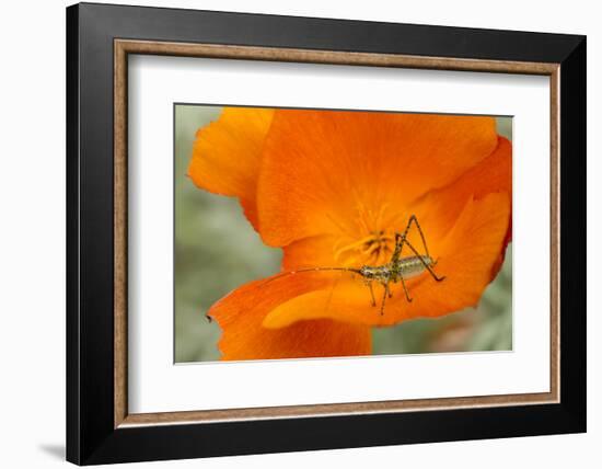 Fork-Tailed Bush Katydid Nymph on a Flower, Los Angeles, California-Rob Sheppard-Framed Photographic Print