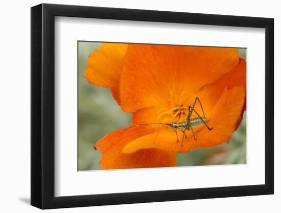 Fork-Tailed Bush Katydid Nymph on a Flower, Los Angeles, California-Rob Sheppard-Framed Photographic Print