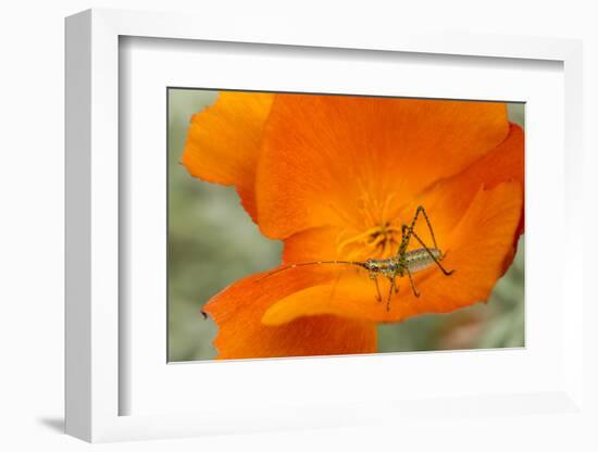 Fork-Tailed Bush Katydid Nymph on a Flower, Los Angeles, California-Rob Sheppard-Framed Photographic Print