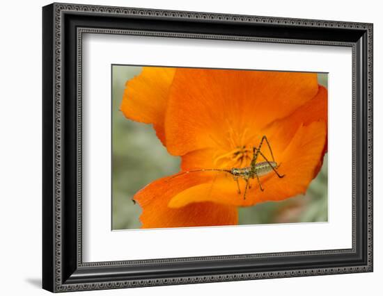 Fork-Tailed Bush Katydid Nymph on a Flower, Los Angeles, California-Rob Sheppard-Framed Photographic Print