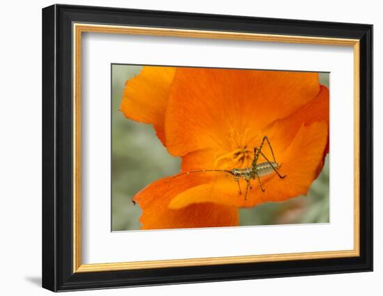 Fork-Tailed Bush Katydid Nymph on a Flower, Los Angeles, California-Rob Sheppard-Framed Photographic Print