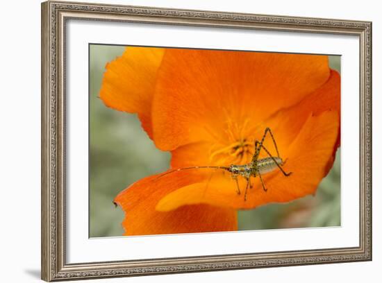 Fork-Tailed Bush Katydid Nymph on a Flower, Los Angeles, California-Rob Sheppard-Framed Photographic Print