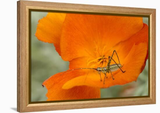 Fork-Tailed Bush Katydid Nymph on a Flower, Los Angeles, California-Rob Sheppard-Framed Premier Image Canvas