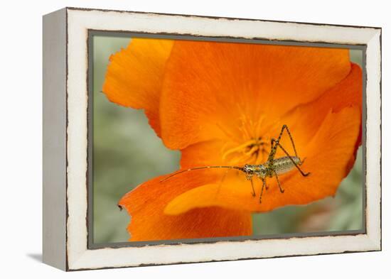 Fork-Tailed Bush Katydid Nymph on a Flower, Los Angeles, California-Rob Sheppard-Framed Premier Image Canvas