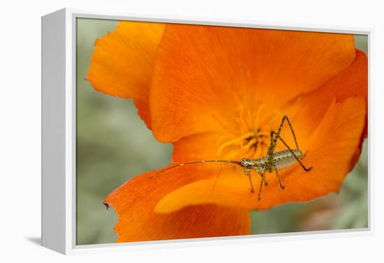 Fork-Tailed Bush Katydid Nymph on a Flower, Los Angeles, California-Rob Sheppard-Framed Premier Image Canvas