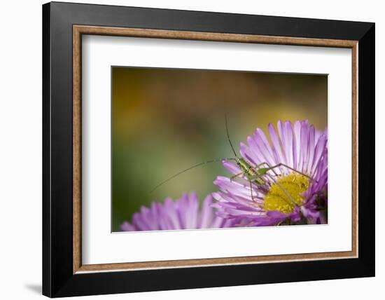 Fork-Tailed Bush Katydid Nymph on Aster, Los Angeles, California-Rob Sheppard-Framed Photographic Print