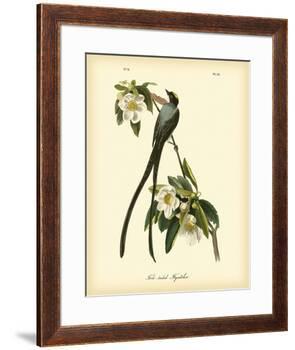 Fork-Tailed Flycatcher-John James Audubon-Framed Premium Giclee Print
