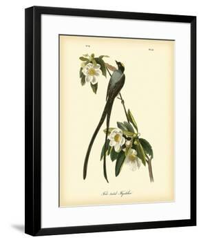 Fork-Tailed Flycatcher-John James Audubon-Framed Premium Giclee Print