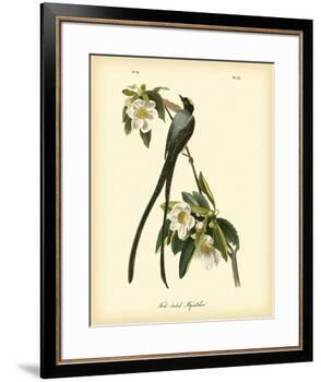 Fork-Tailed Flycatcher-John James Audubon-Framed Premium Giclee Print