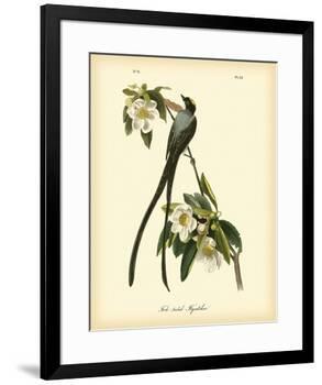 Fork-Tailed Flycatcher-John James Audubon-Framed Premium Giclee Print