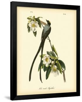 Fork-Tailed Flycatcher-John James Audubon-Framed Premium Giclee Print